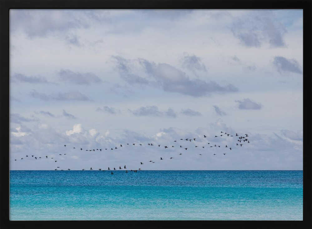 Birds at the sea Poster