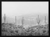 Western Cactus Poster