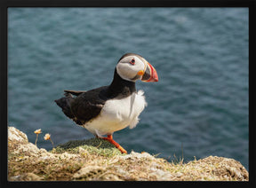 Puffin on Canna Island Poster