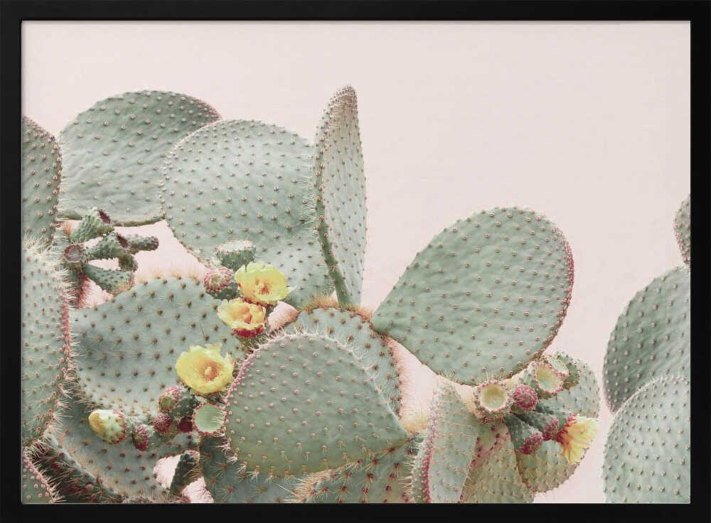 Blooming Cactus Poster