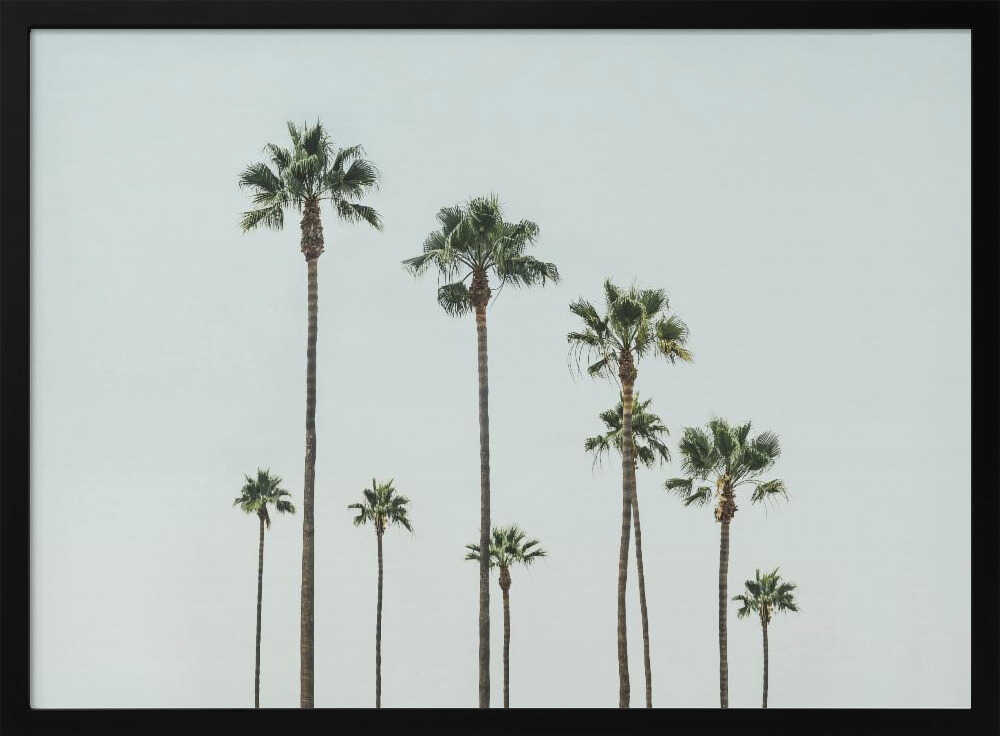 Cali Palms Poster