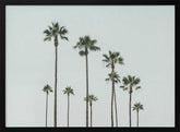 Cali Palms Poster