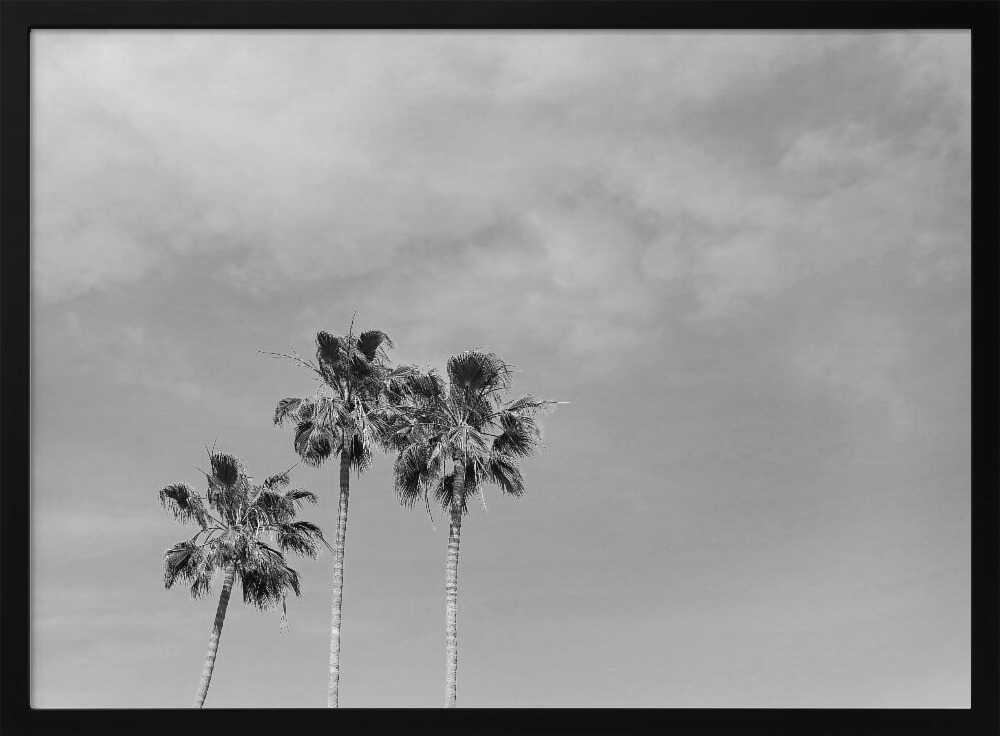 Black and White Palm Trees Poster