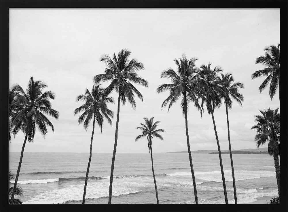 Palm Paradisebw Poster