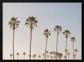 Palm Tree Alley Poster