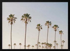 Palm Tree Alley Poster