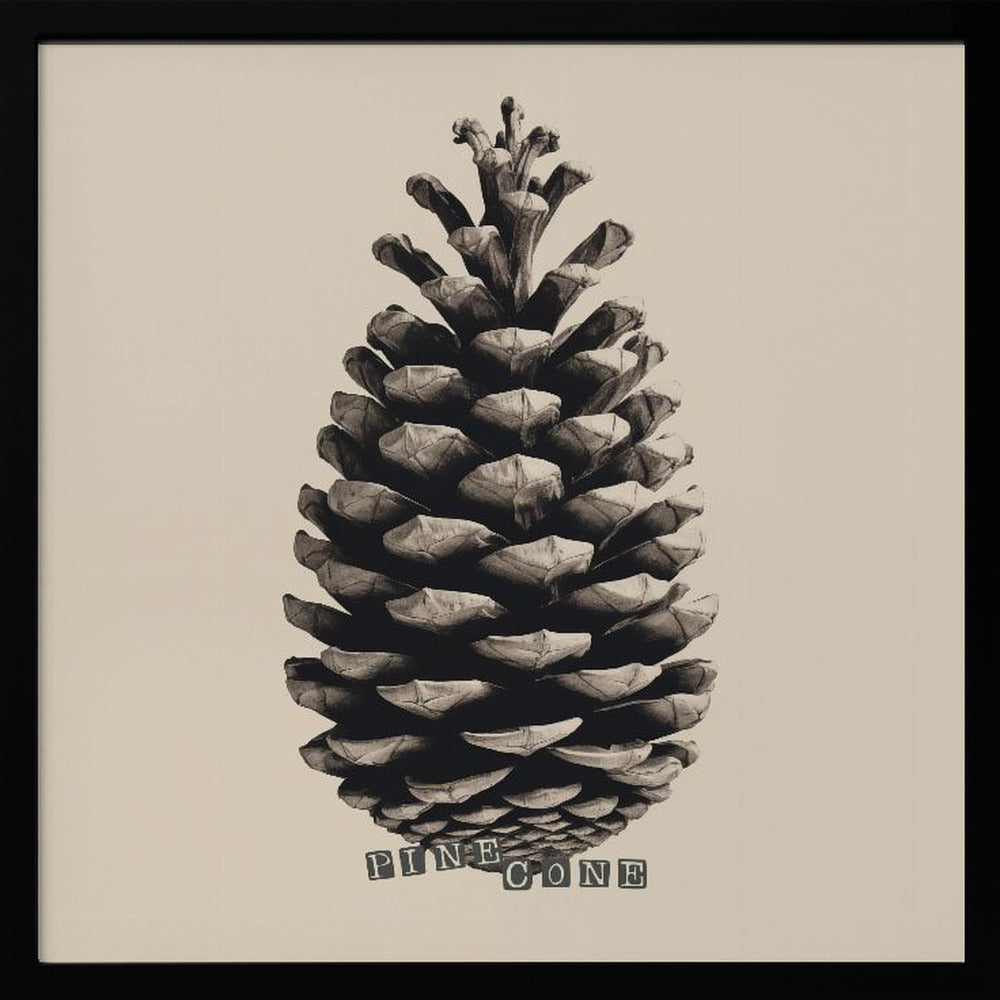 Pine Cone Poster