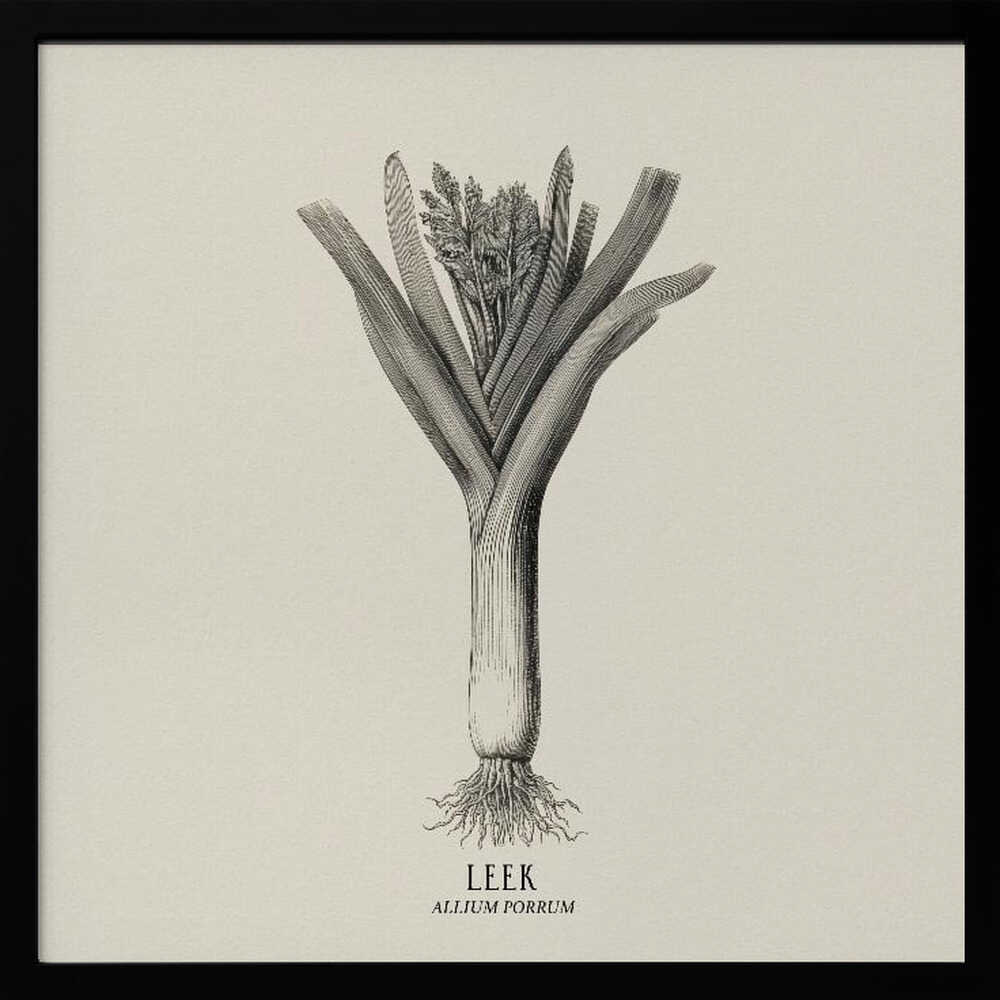 Vintage Vegetables - Leek Poster