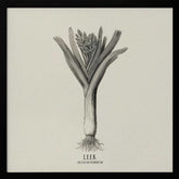 Vintage Vegetables - Leek Poster