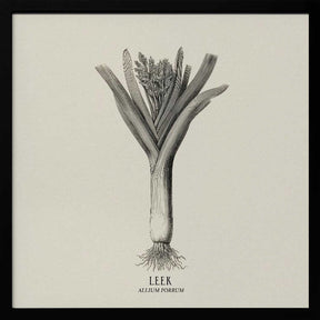 Vintage Vegetables - Leek Poster