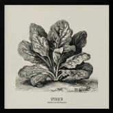 Vintage Vegetables - Spinach Poster