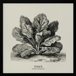 Vintage Vegetables - Spinach Poster