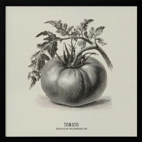 Vintage Vegetables - Tomato Poster