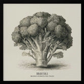 Vintage Vegetables - Broccoli Poster