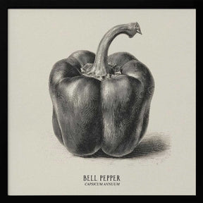 Vintage Vegetables - Bell Pepper Poster
