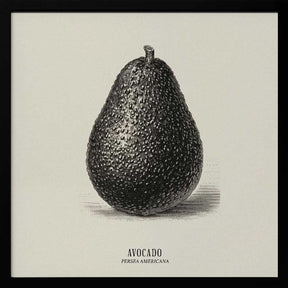 Vintage Vegetables - Avocado Poster