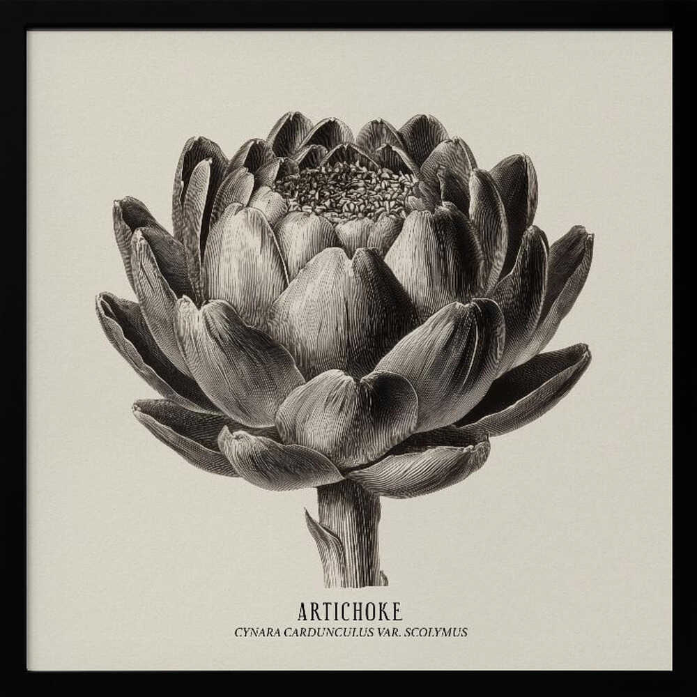 Vintage Vegetables - Artichoke Poster