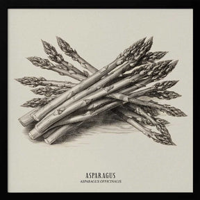 Vintage Vegetables - Asparagus Poster