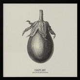 Vintage Vegetables - Eggplant Poster