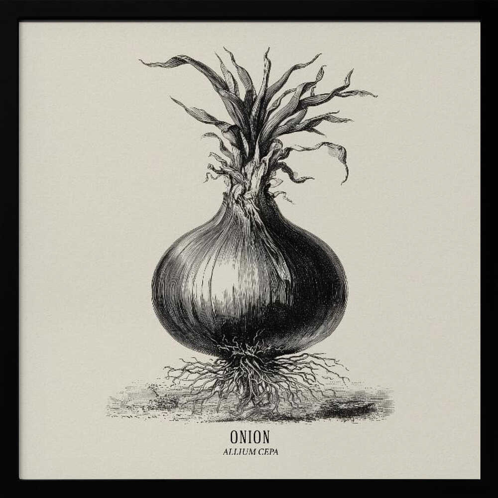 Vintage Vegetables - Onion Poster