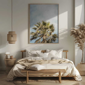 Sunlit Fronds Poster