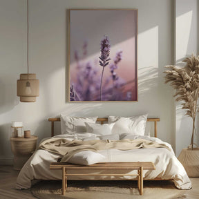 Lavender Serenity Poster
