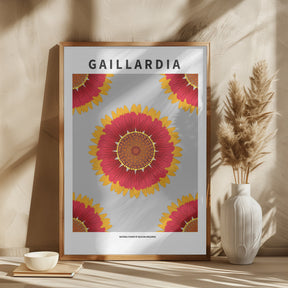 Gaillardia - National flower of Belgium Poster