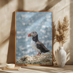 Scottish Puffin Poster