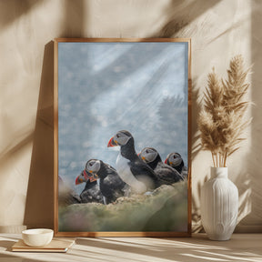 Scottish Puffins Poster