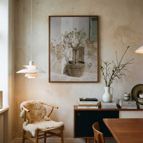 Small Olive Tree In a Wooden Barrel Poster