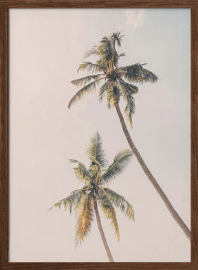 Tropical Palms Poster