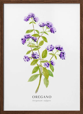 Oregano I Poster