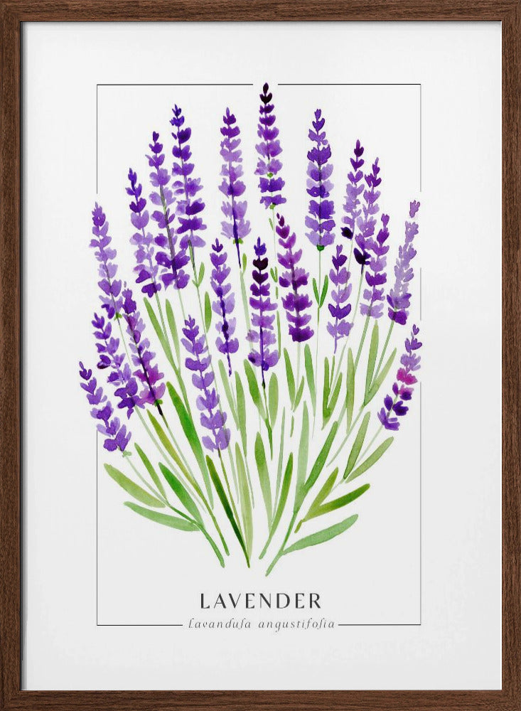 Lavender II Poster