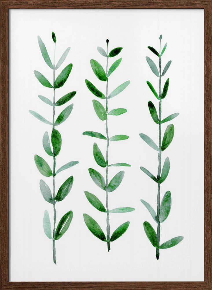 Watercolor eucalyptus parvifolia Poster