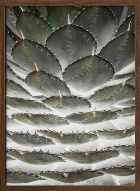 Spiral Succulent Poster