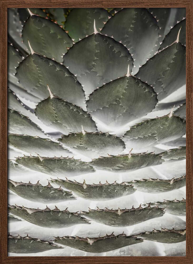 Spiral Succulent Poster