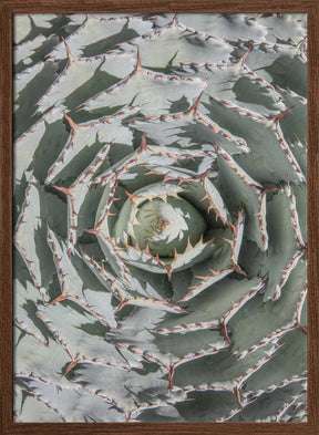 Spiral Succulent Maze Poster
