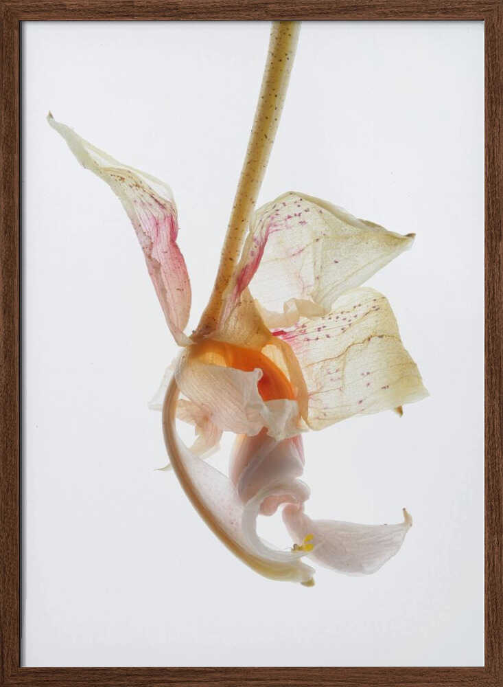 Petal Symphony Poster