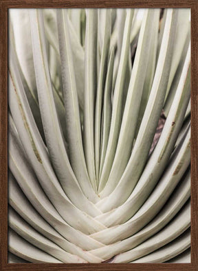 Desert Fan Dance Poster