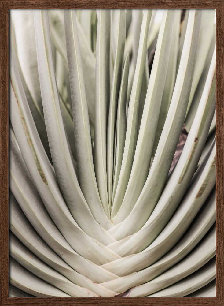 Desert Fan Dance Poster