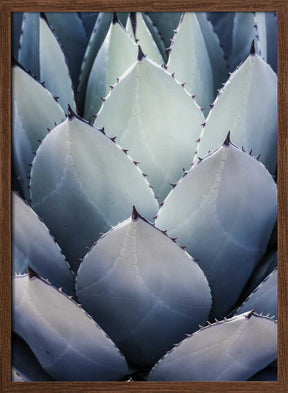 Agave Geometry Poster