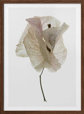 Petal Whisper Poster
