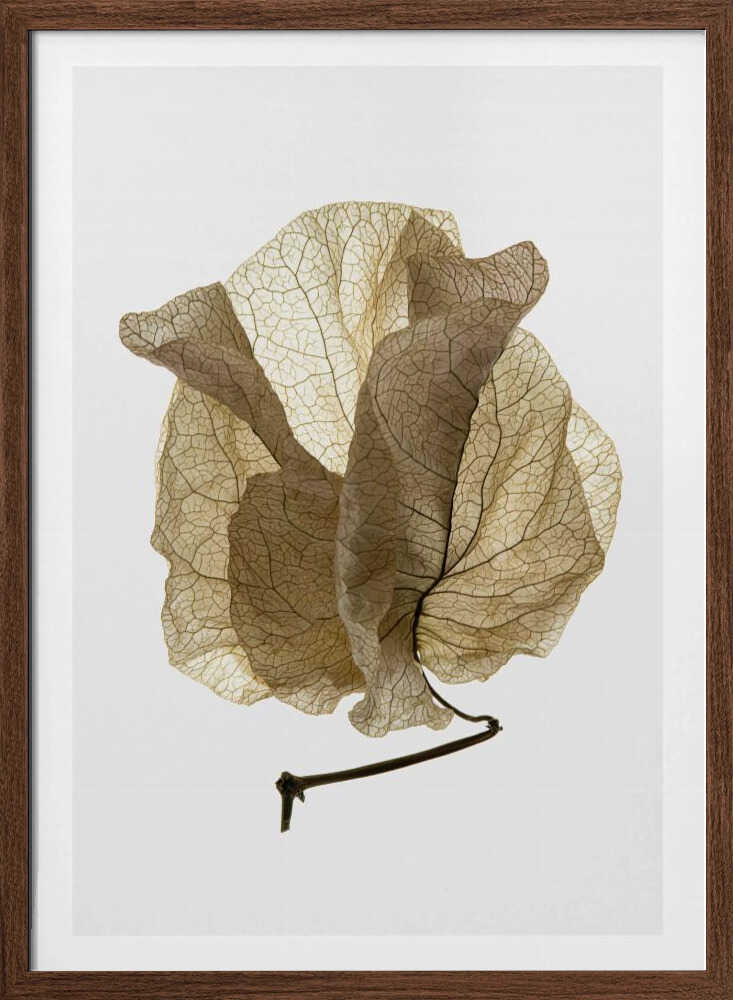 Whispering Petals Poster