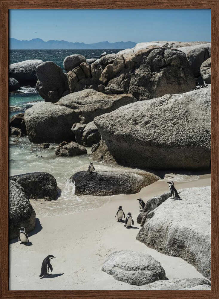 Penguin Cove Serenity Poster