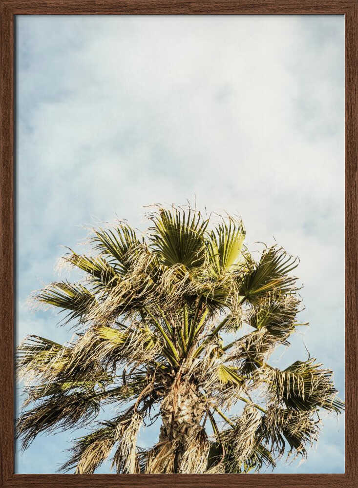 Sunlit Fronds Poster