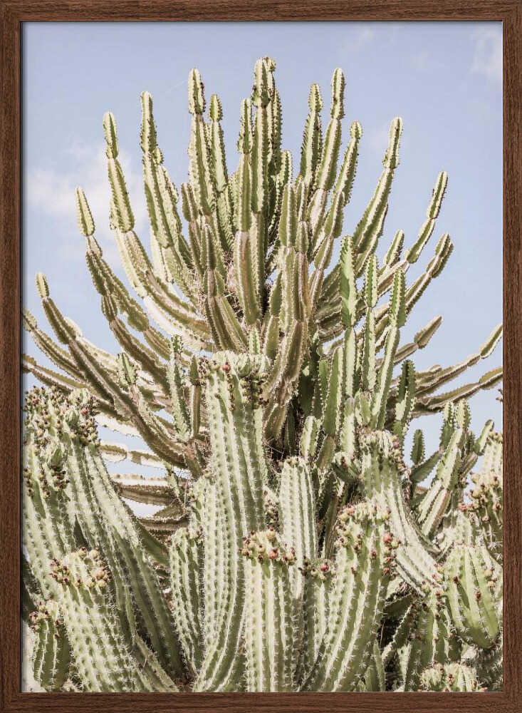 Cactus Symphony Poster