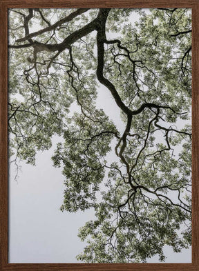 Ethereal Canopy Poster