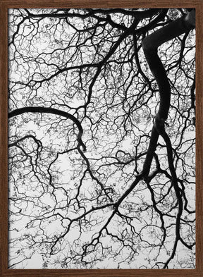 Branches' Dance Poster