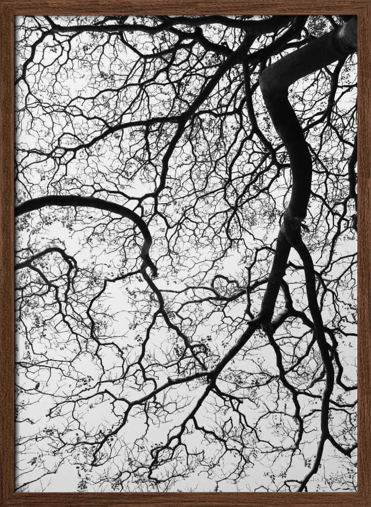Branches' Dance Poster