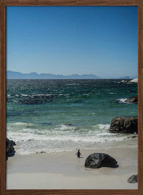 Penguin's Beach Walk Poster